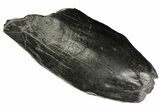 Fossil Sperm Whale (Scaldicetus) Tooth - South Carolina #176170-1